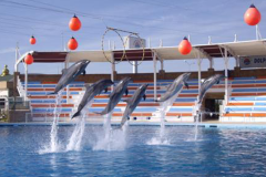 dolphinarium