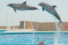 dolphinarium